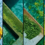 Pool Algae