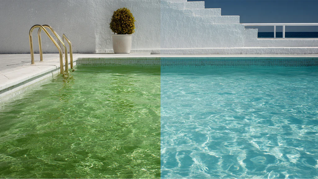 Pool Algae